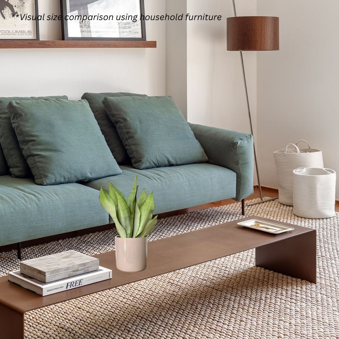 Sansevieria Trifasciata Moonshine in Rosewood Pot