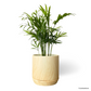 Bamboo Palm in Walnut Pot