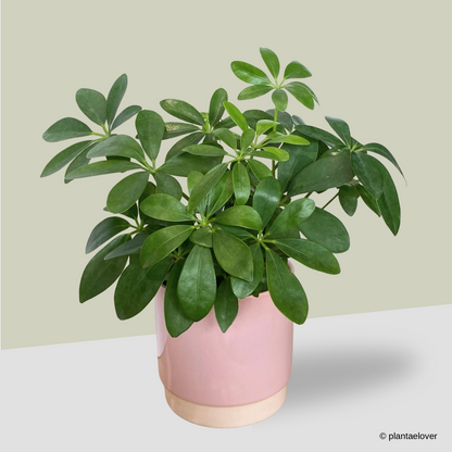 Schefflera Arboricola in Blush Pot
