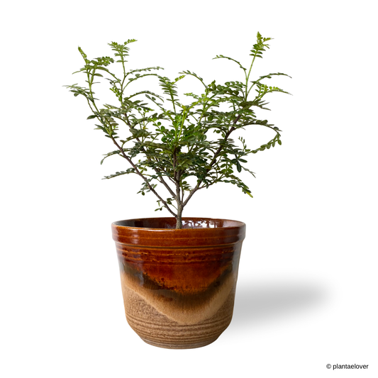 Pistacia Weinmannifolia in Sienna Pot