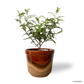 Pistacia Weinmannifolia in Sienna Pot
