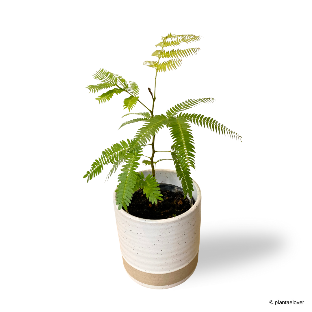 Japanese Everfresh Tree in Nova Pot