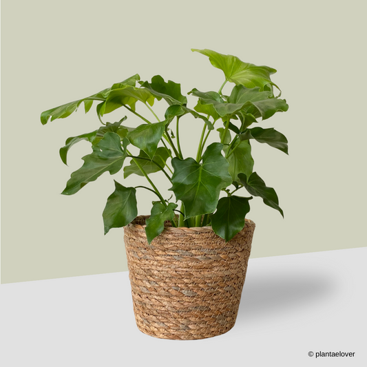 Philodendron Selloum Hope in Woven Basket