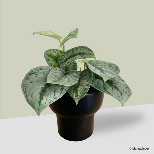 Scindapsus Pictus Exotica in Dodo Pot
