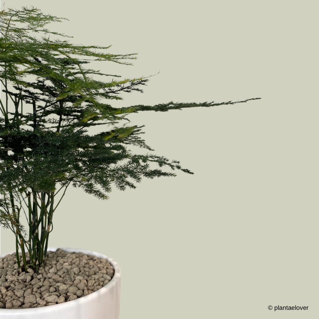 Asparagus Fern in Dodo Pot