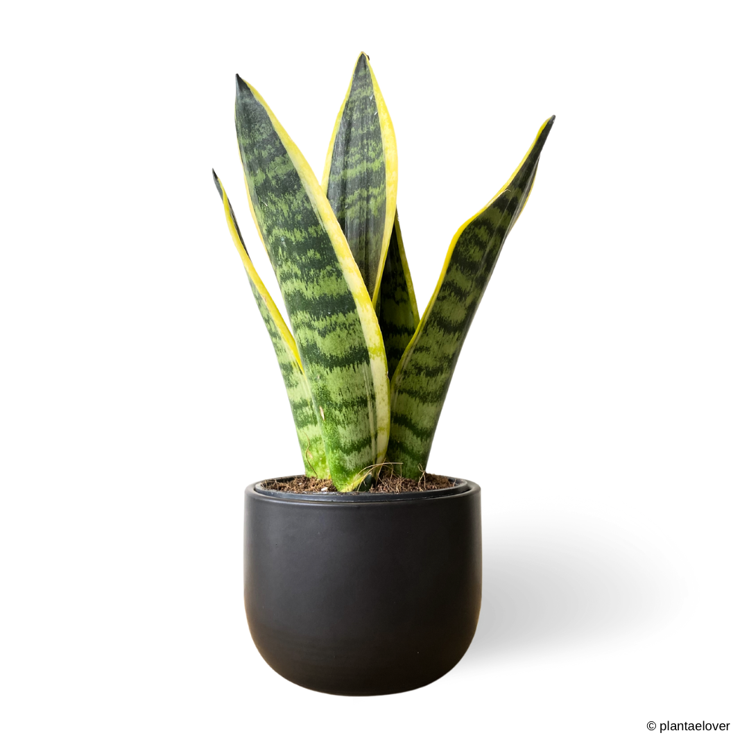 Sansevieria Superba in Midnight Pot