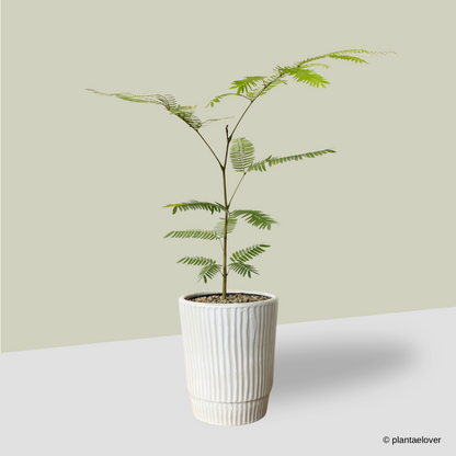 Japanese Everfresh Tree in Lullaby Pot