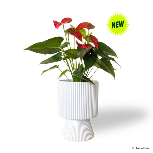 Anthurium Fiancee in Estrella Pot