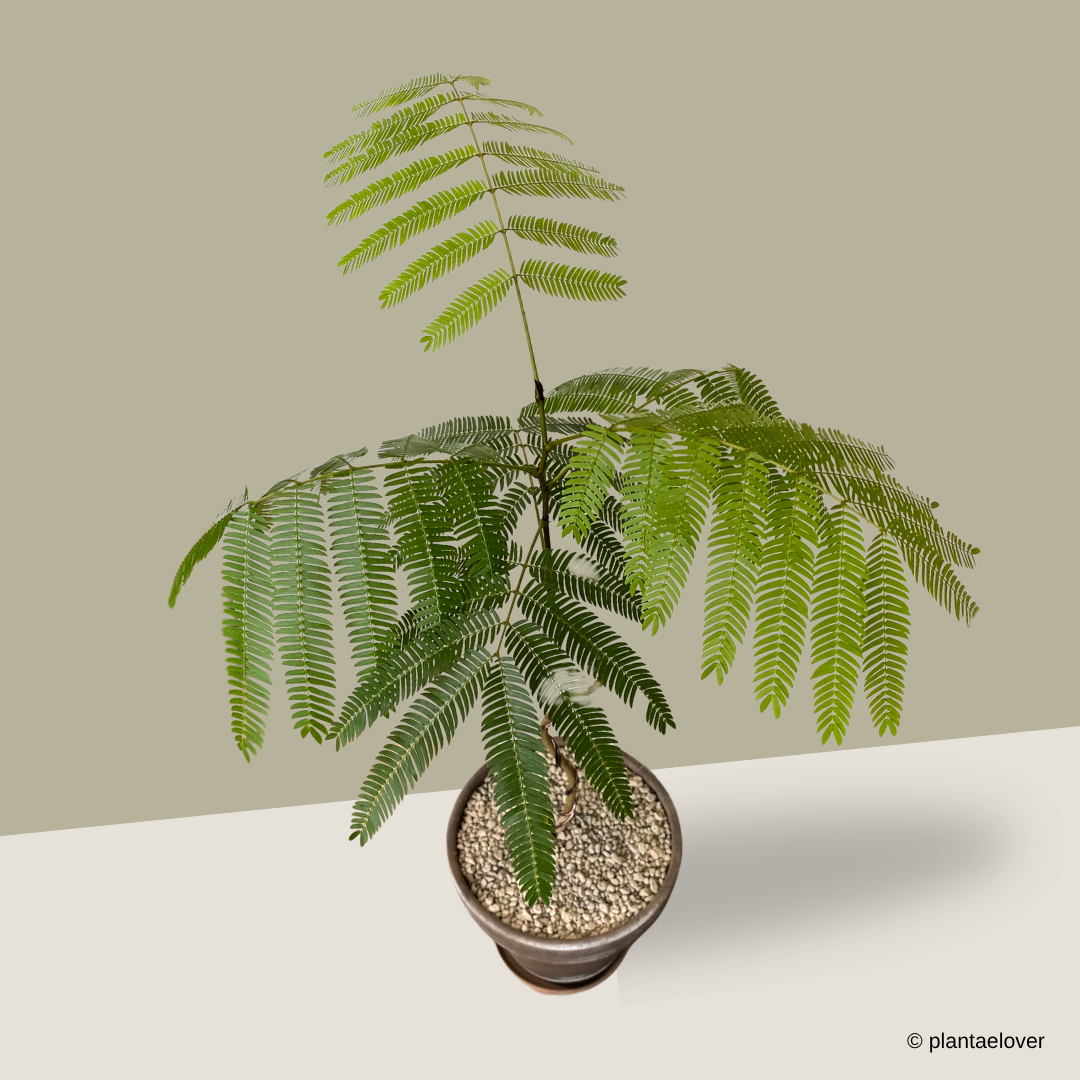 Japanese Everfresh (Bonsai) in SPANG Pot