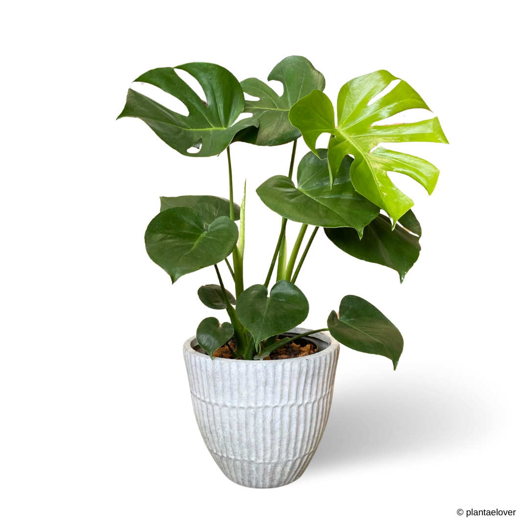 Monstera Deliciosa in Titanium Pot - White Greyish