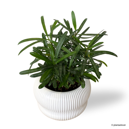 Podocarpus in Laguna Pot