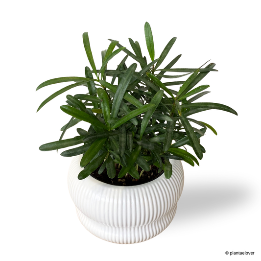 Podocarpus in Laguna Pot