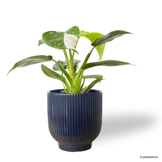 Philodendron White Wizzard in Denim Pot