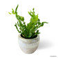 Asplenium Nidus Variegata in Downy Pot