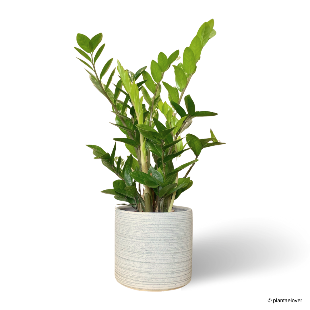 Zamioculcas Zamiifolia in Sandstone Pot