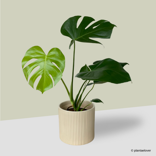 Monstera Deliciosa in Cylindrica Pot