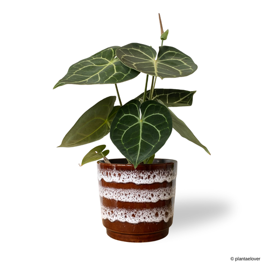 Anthurium Clarinervium in Umbrine Pot