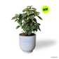 Pilea Cadierei in Columbia Pot