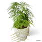 Aspragus Fern in Carra Pot