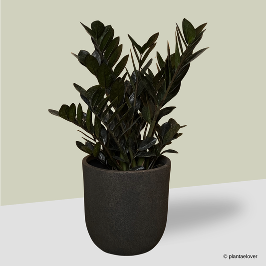 ZZ Black Raven in Brownie Pot