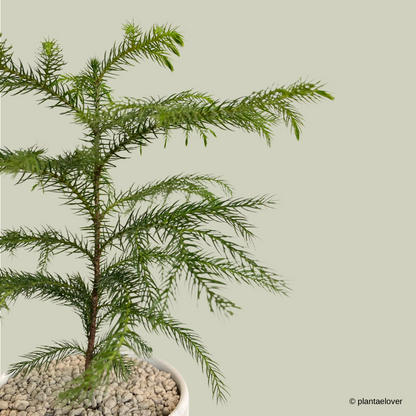 Norfolk Pine in Moonlight Pot