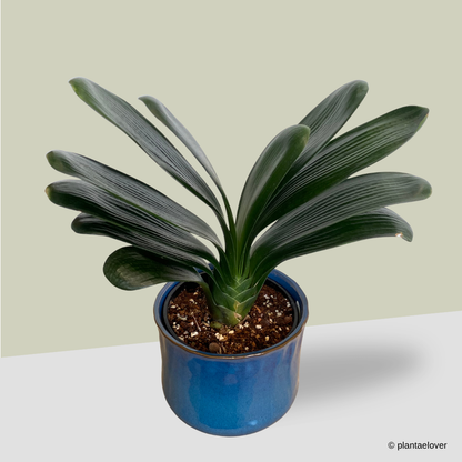 Bush Lily in Royal Pot