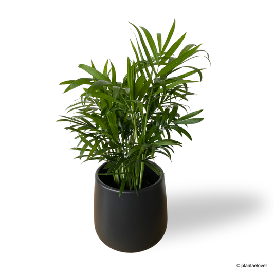 Bamboo Palm in Sabel Pot