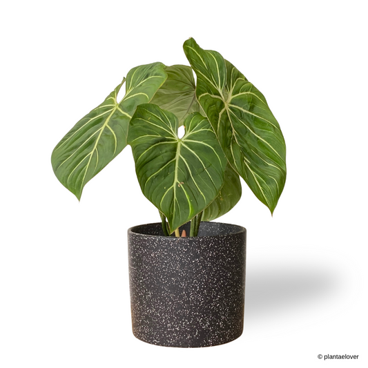 Philodendron Gloriosum in Galaxy Pot