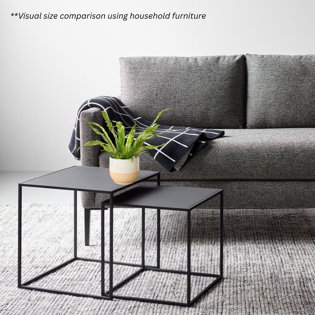 Bird’s Nest Fern Variegata in Float Pot