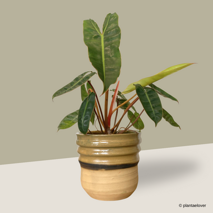 Philodendron Billietiae in Mori Pot