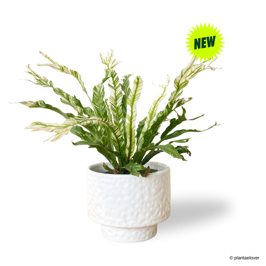 Bird’s Nest Fern Variegata in Moonlight Pot