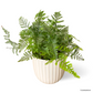 Rabbit Foot Fern in Feather Pot