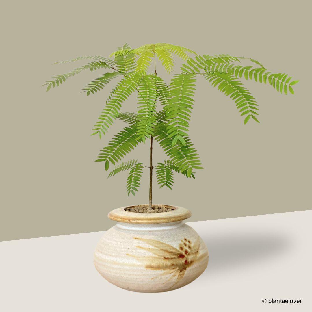 Japanese Everfresh Tree in Nomad Pot