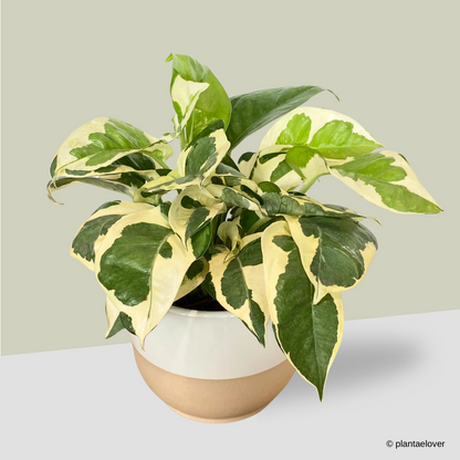 N’joy Pothos in Float Pot