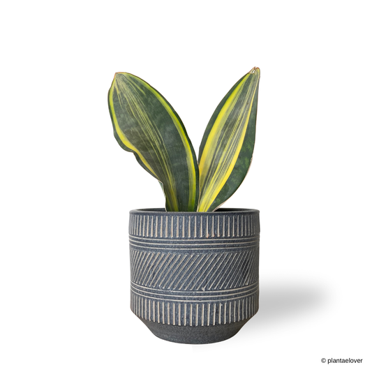 Sansevieria Masoniana Variegata in Aegean Pot