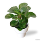 Peperomia Obtusifolia in Dodo Pot