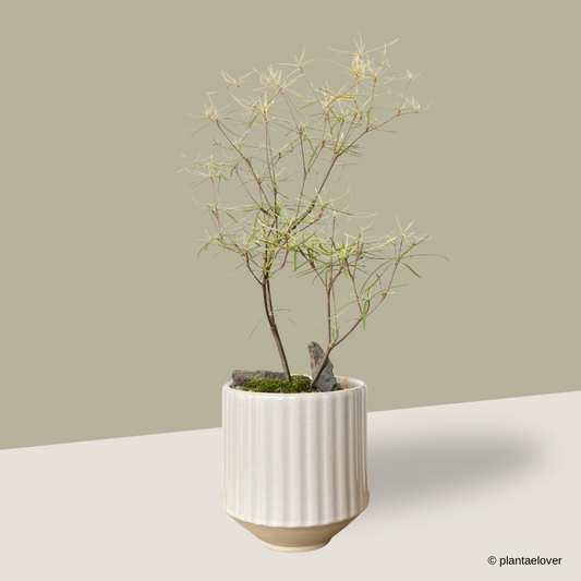 Euphorbia Hedyotoides in Parchment Pot