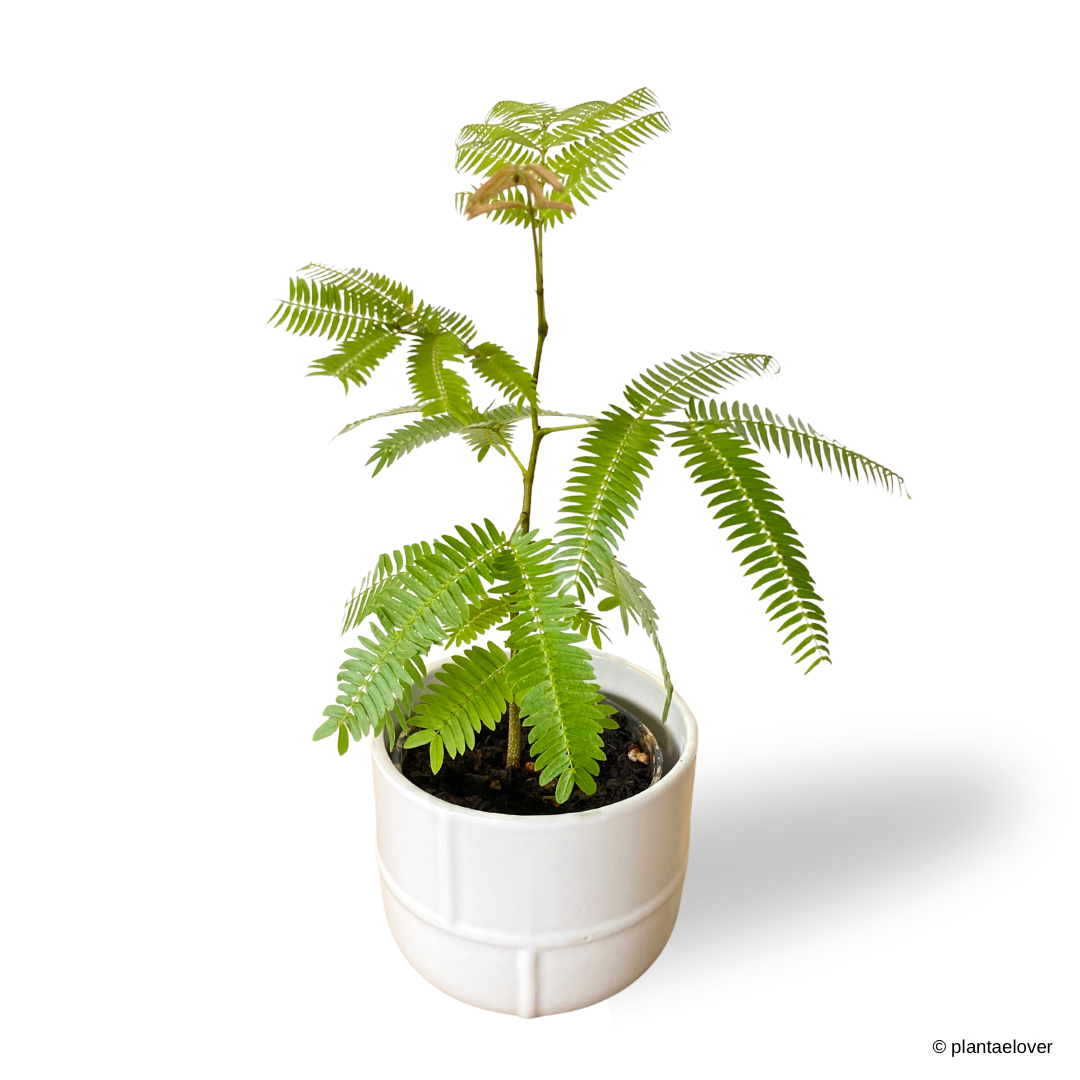 Japanese Everfresh Tree in Bisque Pot