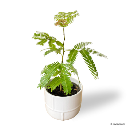 Japanese Everfresh Tree in Bisque Pot