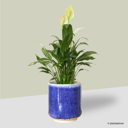 Peace Lily in Marina Pot