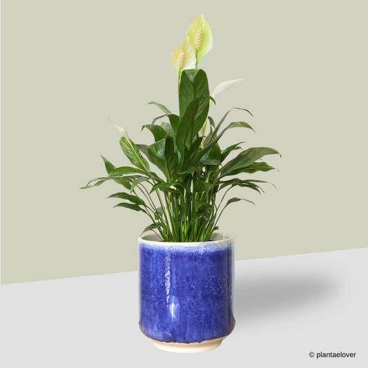 Peace Lily in Marina Pot