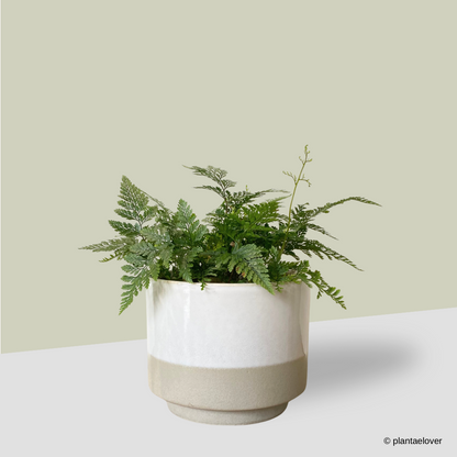 Rabbit Foot Fern in Abode Pot