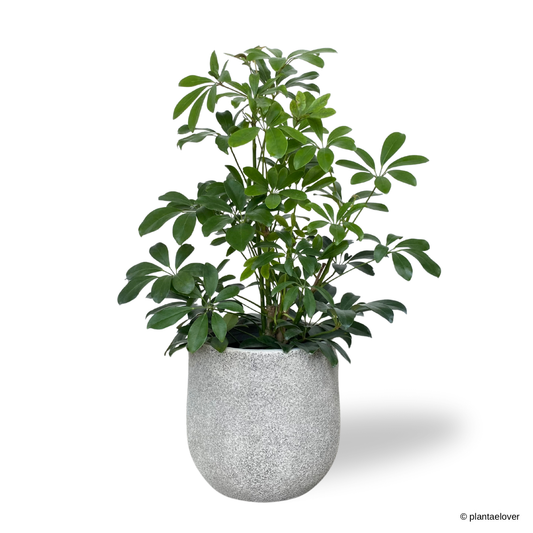 Schefflera Arboricola in Sandpaper Pot