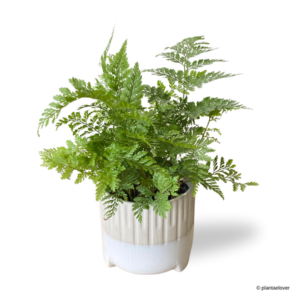 Rabbit Foot Fern in Spatial Pot
