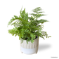 Rabbit Foot Fern in Spatial Pot
