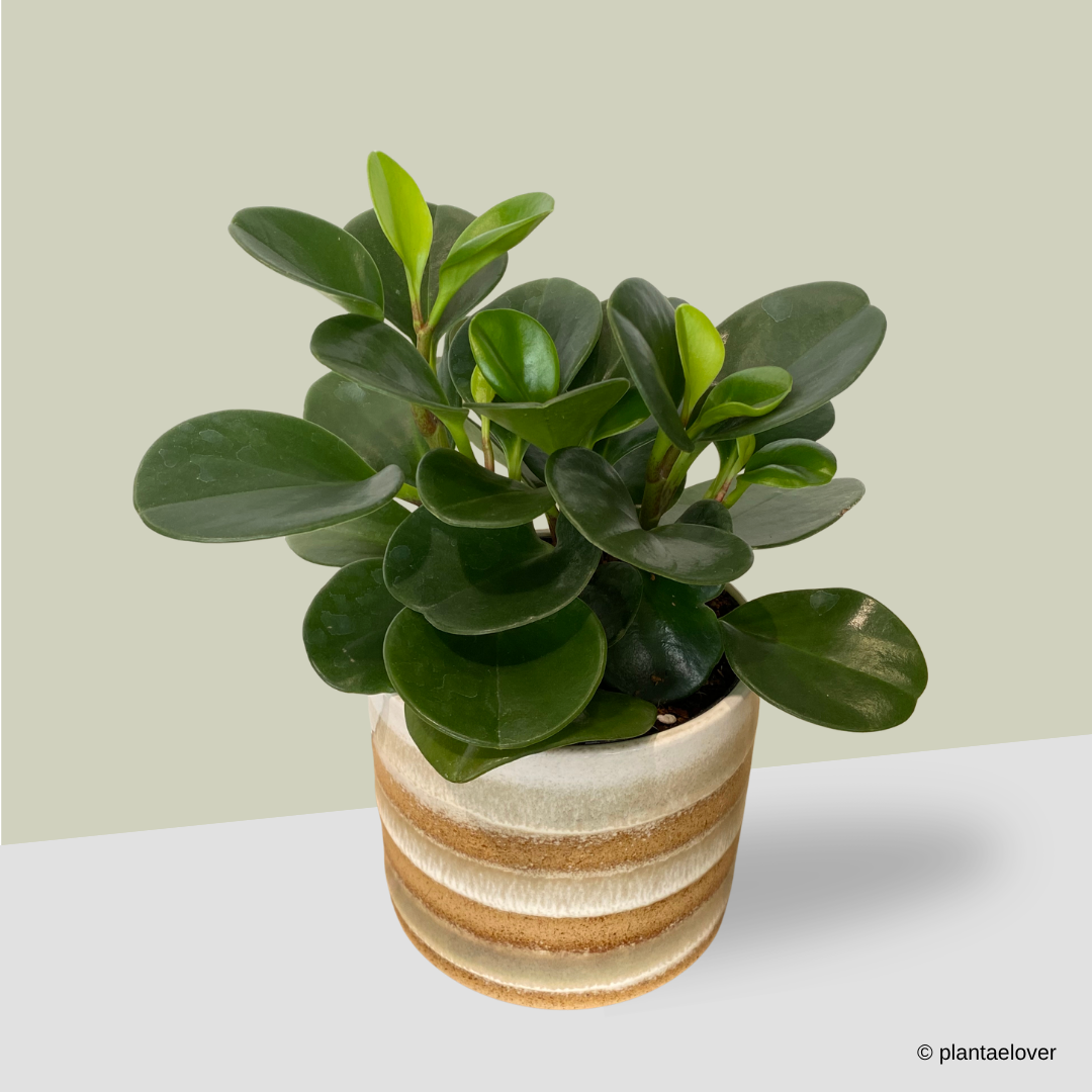 Peperomia Obtusifolia in Tiramisu Pot