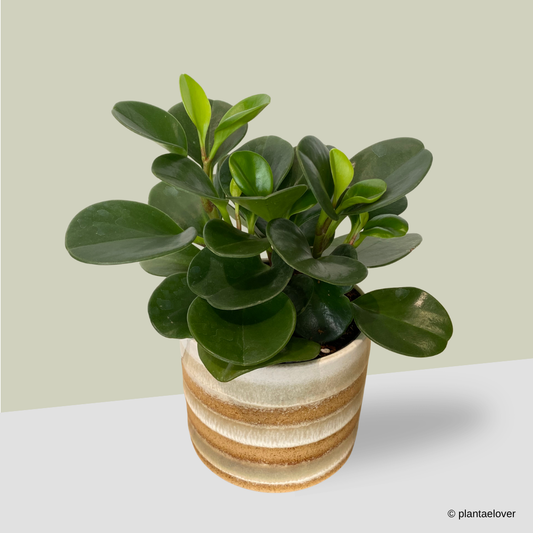 Peperomia Obtusifolia in Tiramisu Pot