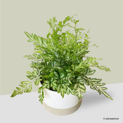 Silver Lace Fern in Abode Pot