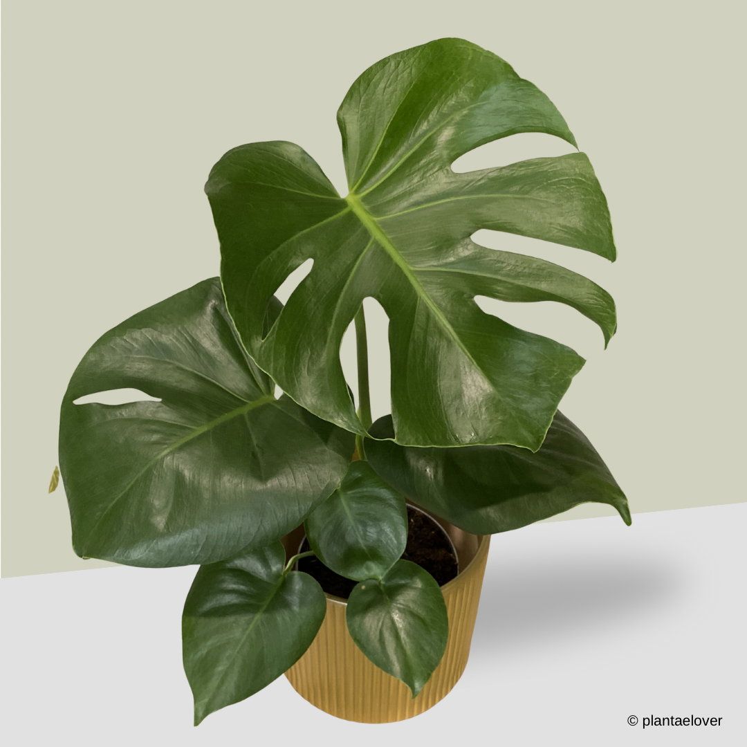 Monstera Deliciosa in Cylindrica Pot