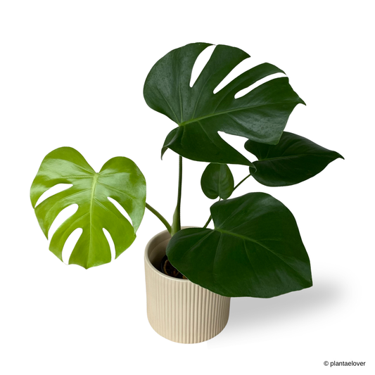 Monstera Deliciosa in Cylindrica Pot